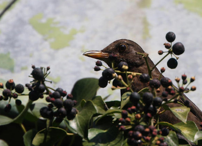 rencontre frugivore
