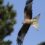 Nouvelle condamnation pour empoisonnement de rapaces en Ariège