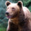 Deux ourses relâchées en région Nouvelle Aquitaine, où en est la population en région Occitanie