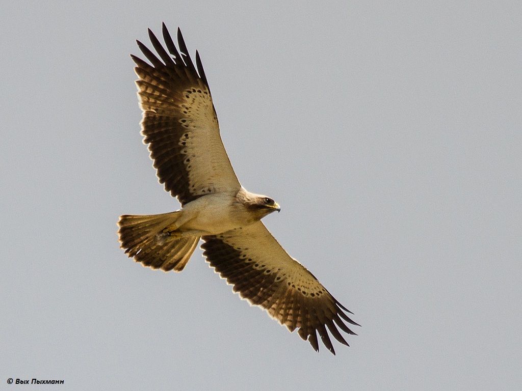 Aigle botté - LPO (Ligue pour la Protection des Oiseaux) - Agir pour la  biodiversité