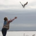 Mise au point du président de la LPO Occitanie sur la fermeture temporaire du Centre Régionale de Sauvegarde de la Faune Sauvage de Villeveyrac (34)