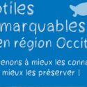 Un nouveau poster sur les reptiles de la région Occitanie et du Pays catalan