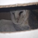 Des nouvelles de notre centre de sauvegarde des rapaces tarnais