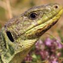 Guide des amphibiens et reptiles du Tarn en précommande