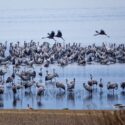 Les Grues cendrées sont de retour dans le ciel de la région Occitanie